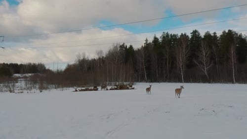 Winter Landscape With a Deer Feeding in the Snow. Group of Bull Elk With Antlers on Farm on Sunny Wi