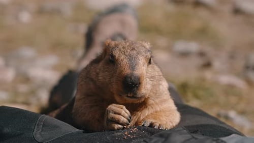 Close Up Groundhog Lying and Chewing
