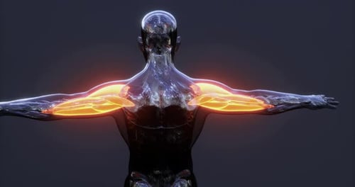 3D Human Arm Muscles Highlighting Contraction with Glowing Effect