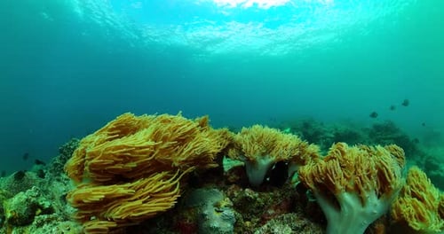Marine Life Scene Coral and Tropical Fish