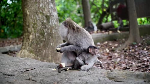 A mother monkey sits on a rock holding her infant in a natural setting surrounded by trees.