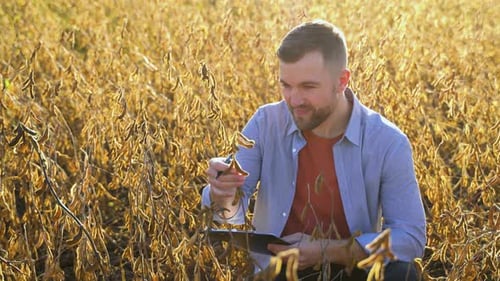 Young Agronomist Examines Soybean Crop on Field in Summer