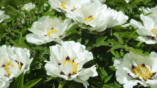 Blooming Peony Shrub In The Botanical Garden.