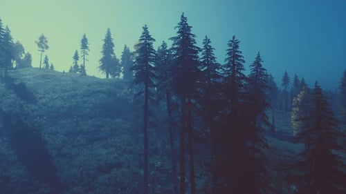 Evergreen Fir Trees with Cones Peaks of French Alps Mountains