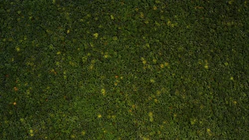 Dolly in shot of one-colored, dark green moss found in the Fjallsárlón area.