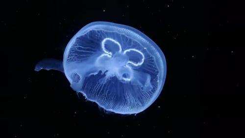 Medusa subaquática em preto