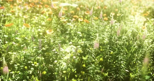 Buntes Wildblumenfeld blüht an sonnigen Tagen in ruhiger Naturumgebung