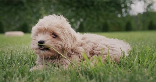 Cute Maltipu Puppy in the Green Grass