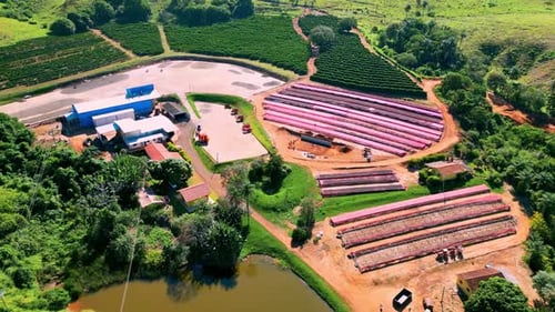 top view of a coffee farm