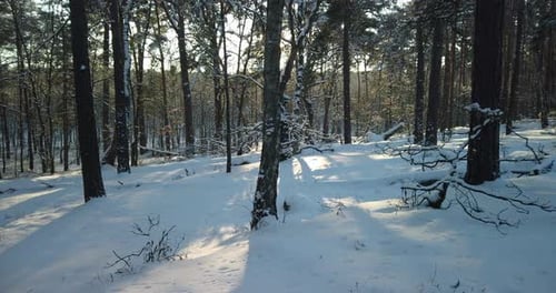 Sunset timelapse in the snowy forest during the winter in northern Europe