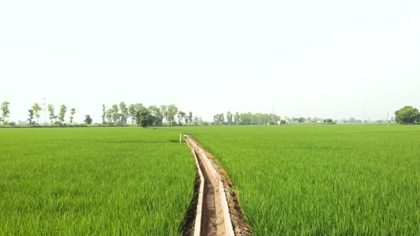 View of the well-organized rice crop in the fields of Punjab Province ...