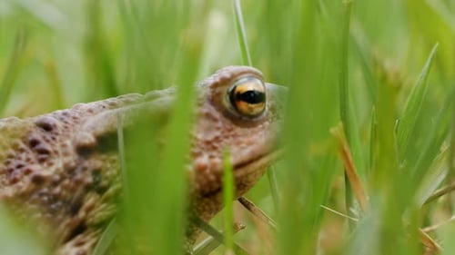 Large green toad side shot while hiding in green grass. Deep breathing. Starts to crawl in the end.