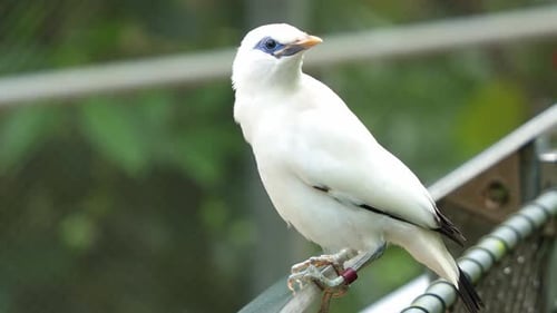 Beautiful Bali Mynah Perched on Metal Bar