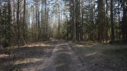 Un sentier forestier paisible et tranquille qui serpente à travers une végétation luxuriante et des arbres vibrants