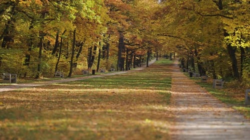 Romantic autumn alley in the park. Bright leaves cover the ground. Tall trees stand on both sides of