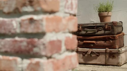 Brick wall old suitcase flowers garden summer garden party