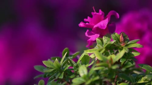 Tree Branch with Blooming Pink Flowers and Green Leaves on Pink Blurred Background