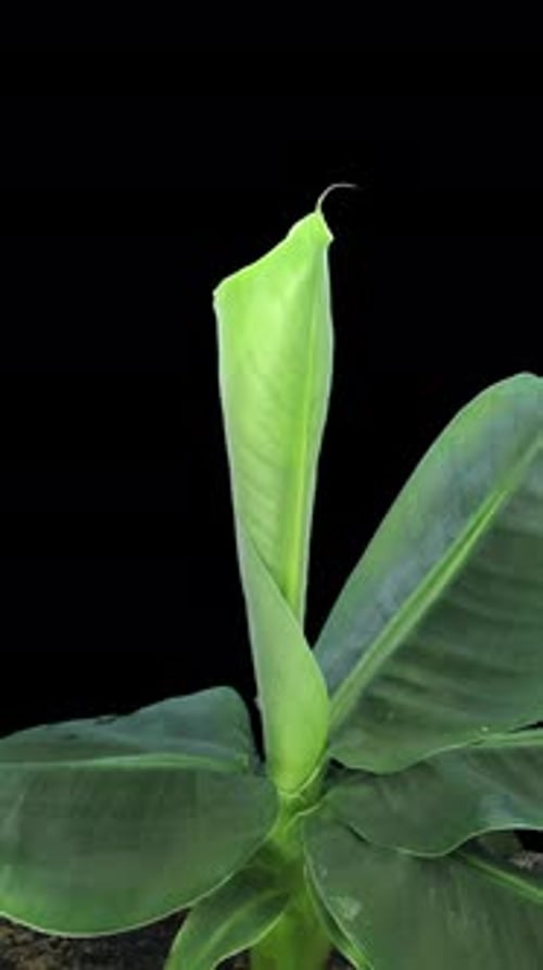 Time lapse of growing banana tree, vertical orientation