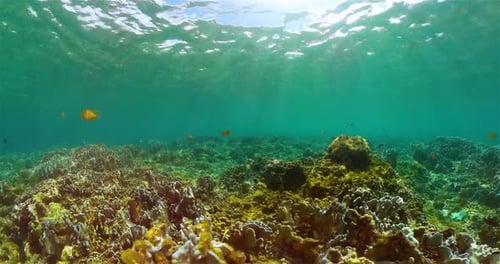 Colorful Tropical Fish Swim Over Coral Reef