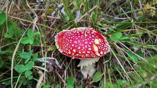 Close-Up of Red Fly Agaric Mushroom in a Forest Clearing with Grass and Leaves