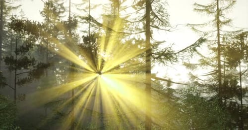 Sunlight Shines Through Tall Trees in a Peaceful Forest