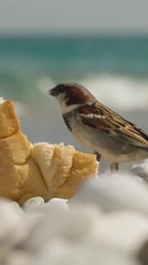 Vertical video. Close-up of a sparrow eating white bread and flying.