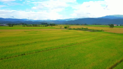 4K Aerial view of agriculture in rice fields for cultivation
