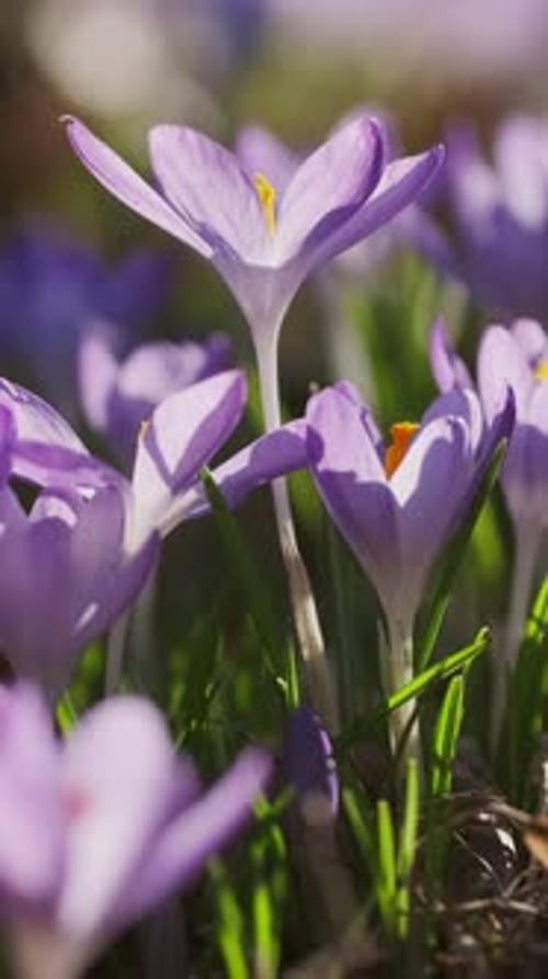 Flowering crocus spring flowers
