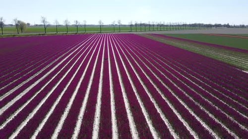 Aerial video of a tulip field in the Netherlands from above. Rural spring landscape with flowers