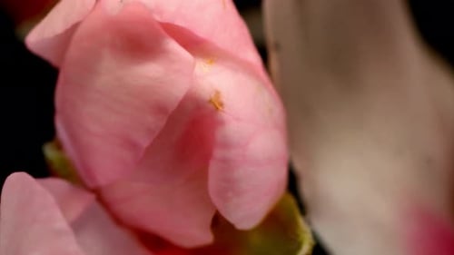 Pink Flower Blooming in Time Lapse on Black Background