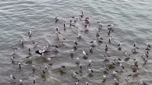 Aerial view of Asian openbill storks feeding near coastline