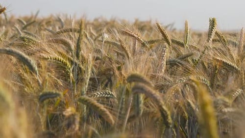 Wheat Field Ears of Wheat Swaying From the Gentle Wind