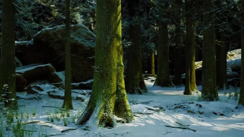 Cinematic Depiction of Tranquil Snowy Woods with Sunlight and Moss