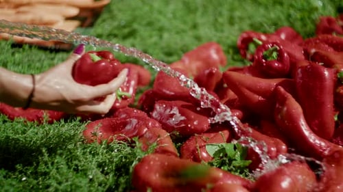 Washing Fresh Red Bell Peppers in a Lush Field