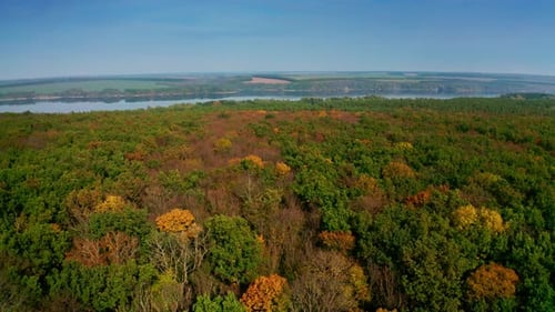 Amazing forest on river background. Magical trees with bright colors of woodland