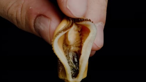 Mussel lips. Close-up of a finger climbing inside her