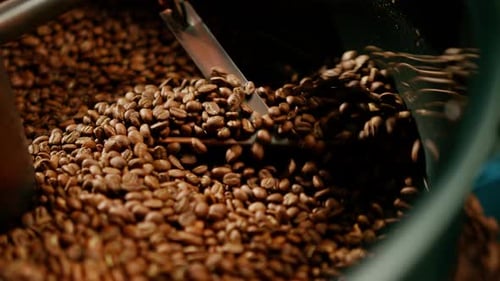 Coffee Beans Rotating in Roasting Machine