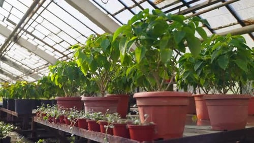 Plants Flowers Growing in Pots Standing in Row in Greenhouse