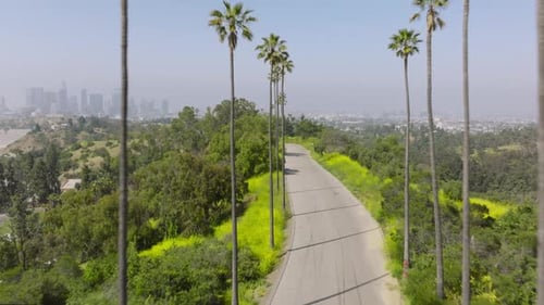 Drone Flying Above Road Between Tall Trunks of Green Palm Trees Hollywood Hills