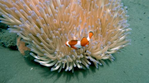 Clown Fishes at Coral Reef Swimming in Sea Anemones in Blue Water of Color Ocean