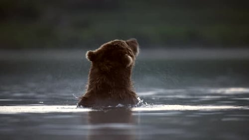 Brown Bear cubs eating Salmon fish in Lake Kuril Kamchatka