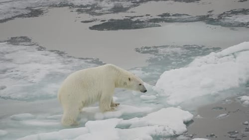 Solitary Polar Bear Navigating Fragmented Sea Ice and Waters Showcasing a Harsh Polar Environment