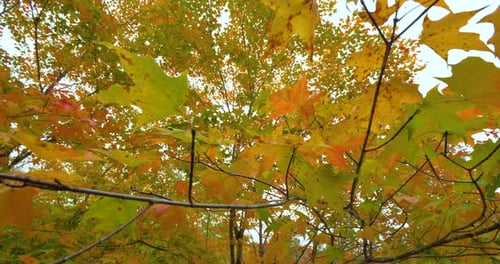Sunlit Autumn Leaves Through Forest Canopy