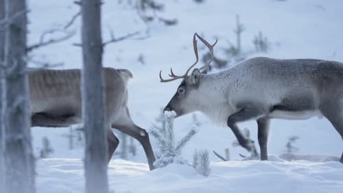 Side view of two caribou, reindeer walking in deep cold snow in Lappland, Sweden. Tracking shot in s