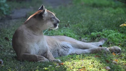Beautiful Canadian Cougar Puma Concolor Hunting in Wildlife at Canada Forest in Morning Sun Rays