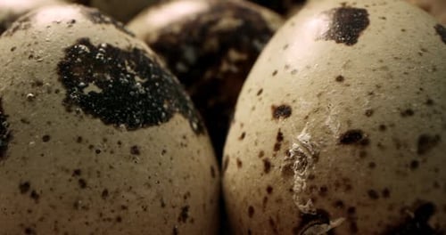 Close Up Macro of Quail Eggs in Straw Nest