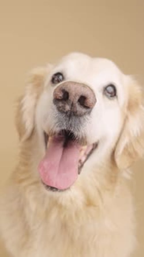 Happy Golden Retriever Dog Panting with Tongue Out