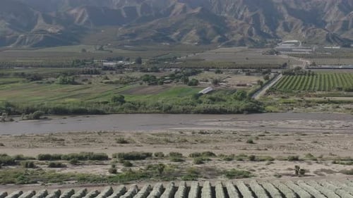 A huge orchard of netted, protected orange grove trees is revealed on a sunny summer day. Expansive