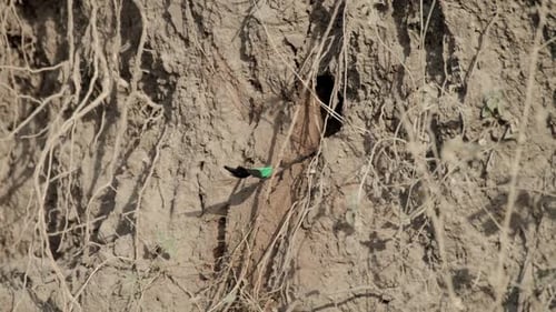 El motmot de cejas turquesas (Eumomota superciliosa), también conocido como Torogoz, se sienta en el suelo y crea