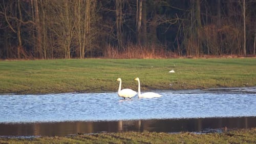 Wild Swans On A Field In The Village Of Podberezye 005